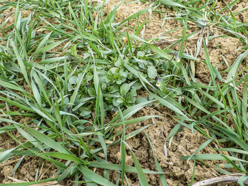 Achten Sie im Getreide auf eine strandortangepasste Bestandesdichte und eine fr�he Regulierung der Unkr�uter.