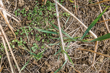 Unkräuter und Ausfallgetreide auf Mulchsaatflächen sollten vor der folgenden Aussaat bekämpft werden.