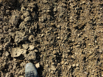 Durch ein falsches Saatbett kann die Keimung von Unkräutern vor der Aussaat wesentlich erhöht werden.