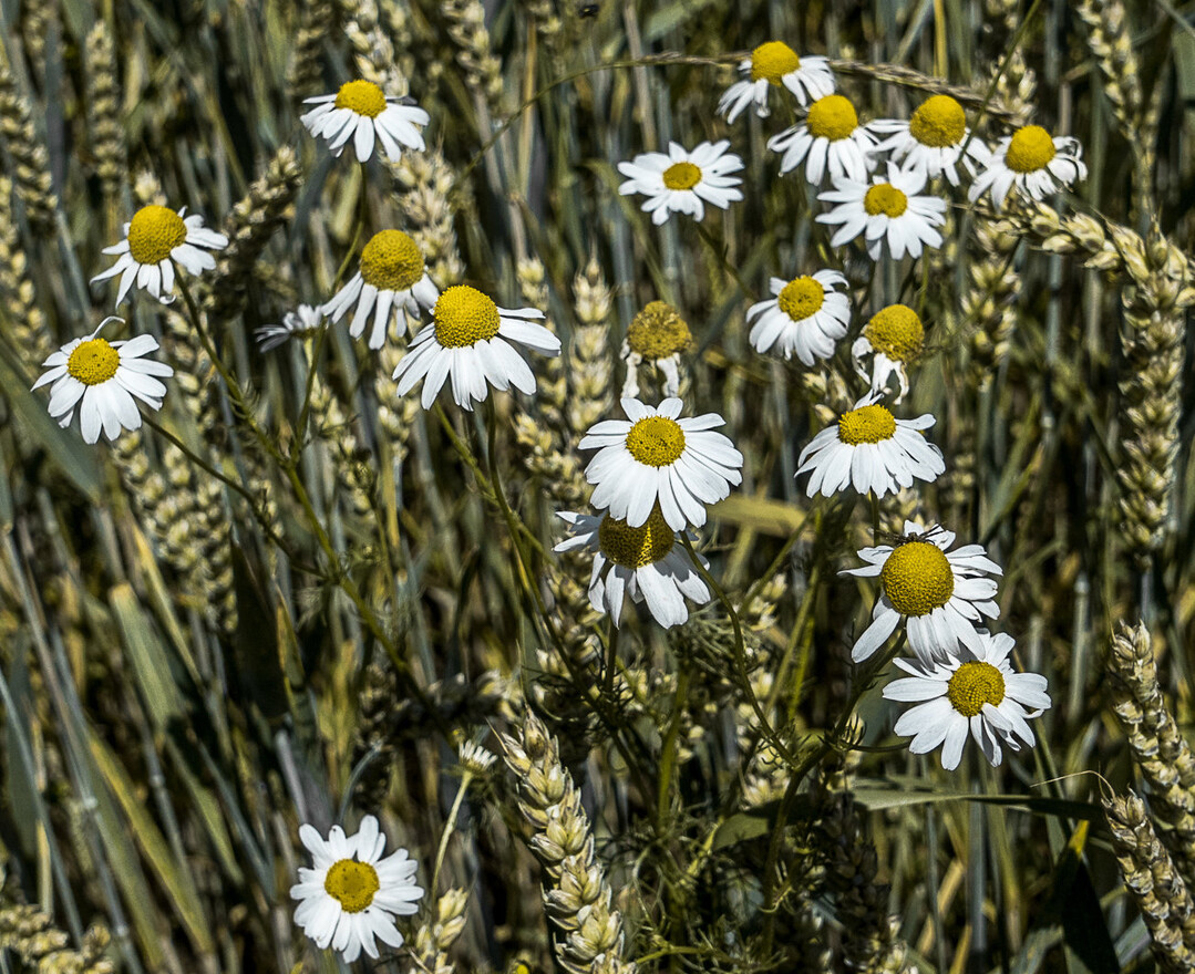 Die Geruchlose Kamille ist auf vielen Standorten anzutreffen.