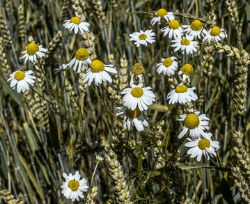 Die Geruchlose Kamille ist auf vielen Standorten anzutreffen.