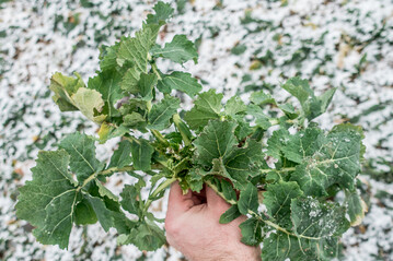 Erfolgreicher Rapsanbau kann nicht ohne standortangepasste Düngung gelingen.