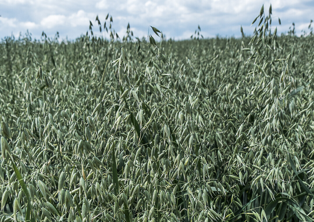 Achten Sie auf eine ausreichende Versorgung des Hafers mit Kupfer und Mangan.