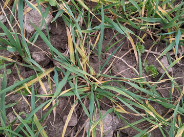 Die Ursache f�r Blattaufhellungen in Weizenbest�nden sollte gekl�rt werden.