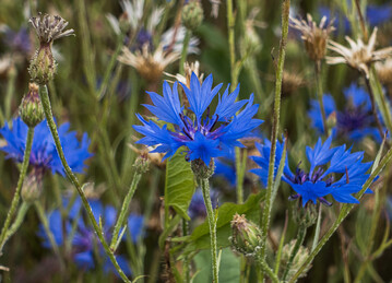 Korbblütler wie die Kornblume können im Getreide mit Tribenuron erfasst werden.