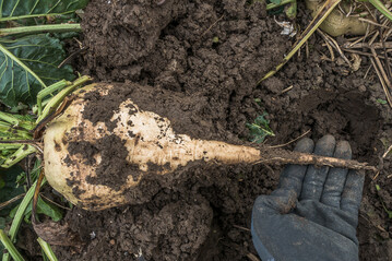 Bei Hackfrüchten wie der Zuckerrübe muss besonders auf die Kaliumversorgung geachtet werden.
