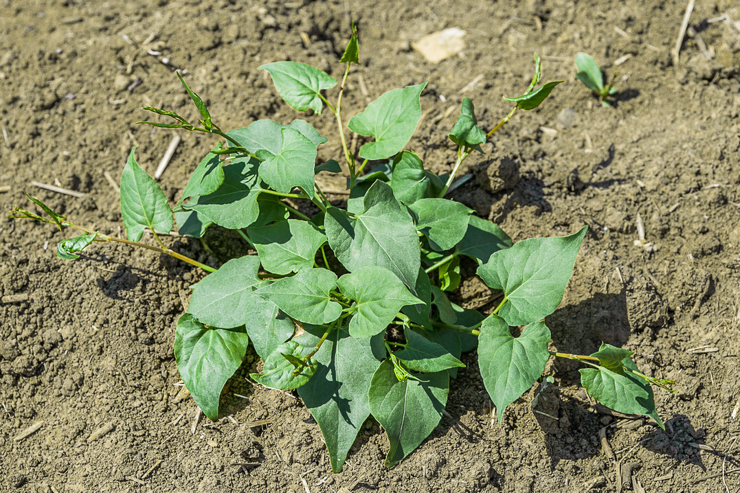 Der Windenknöterich ist ein in Sommerungen häufig anzutreffendes Unkraut.