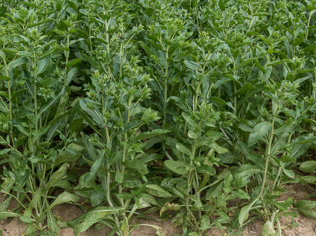 Saflor kann eine interessante Nischenkultur sein.