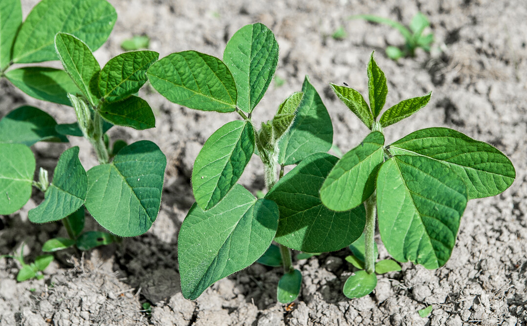 Entscheidend für einen optimalen Feldaufgang bei Sojabohnen ist die richtige Saattiefe.