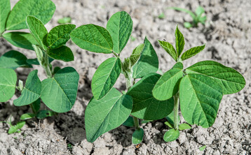 Entscheidend f�r einen optimalen Feldaufgang bei Sojabohnen ist die richtige Saattiefe.