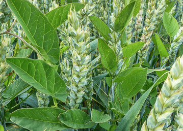 Mehrj�hrige Unkr�uter wie die Ackerwinde k�nnen bei einer Sp�tbehandlung im Wintergetreide gut erfasst werden. 