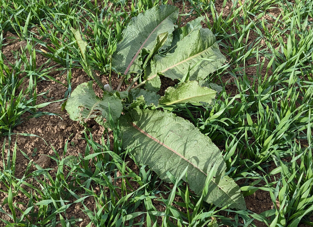 Ampfer sollte auch im Getreide unbedingt kontrolliert werden.
