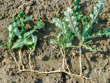 Ackerkratzdisteln sind in Getreide relativ einfach und günstig zu regulieren.