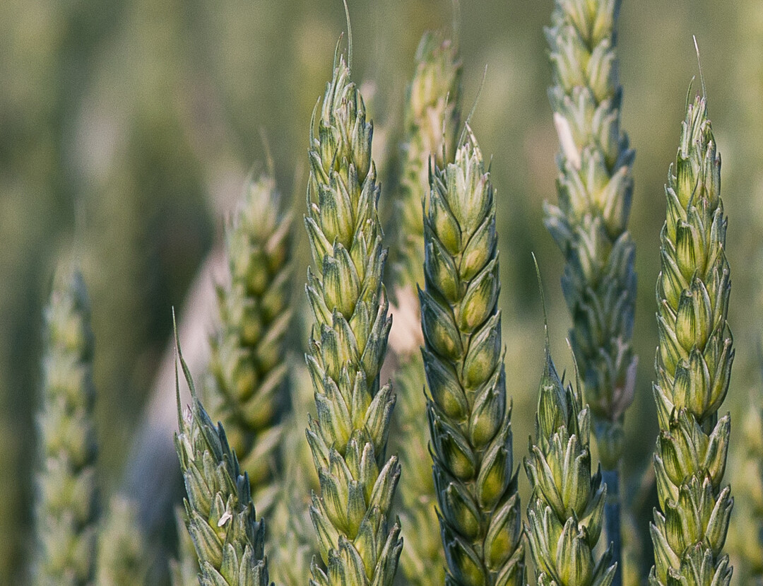 Die Abschlussd�ngung ist entscheidend f�r Ertrag und Qualit�t des Weizens.  