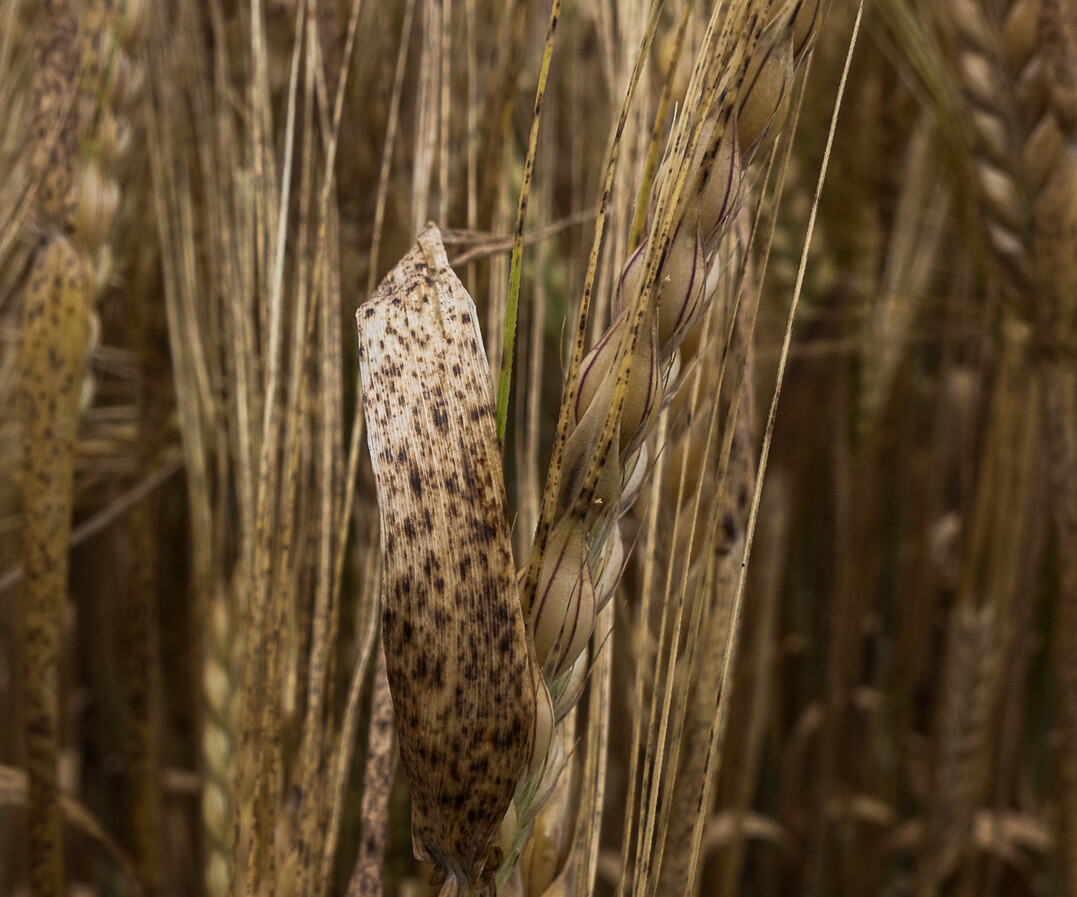 Ramularia ist die gef�hrlichste Krankheit der Wintergerste in S�ddeutschland.