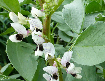 Achten Sie im weiteren Verlauf der Vegetation auf die Schwarze Bohnenlaus in Ackerbohnen.