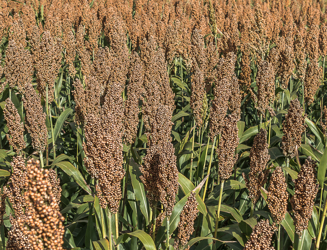 Sorghum ist auf hei�en und d�rregeplagten Standorten eine gut Alternative zu Mais.