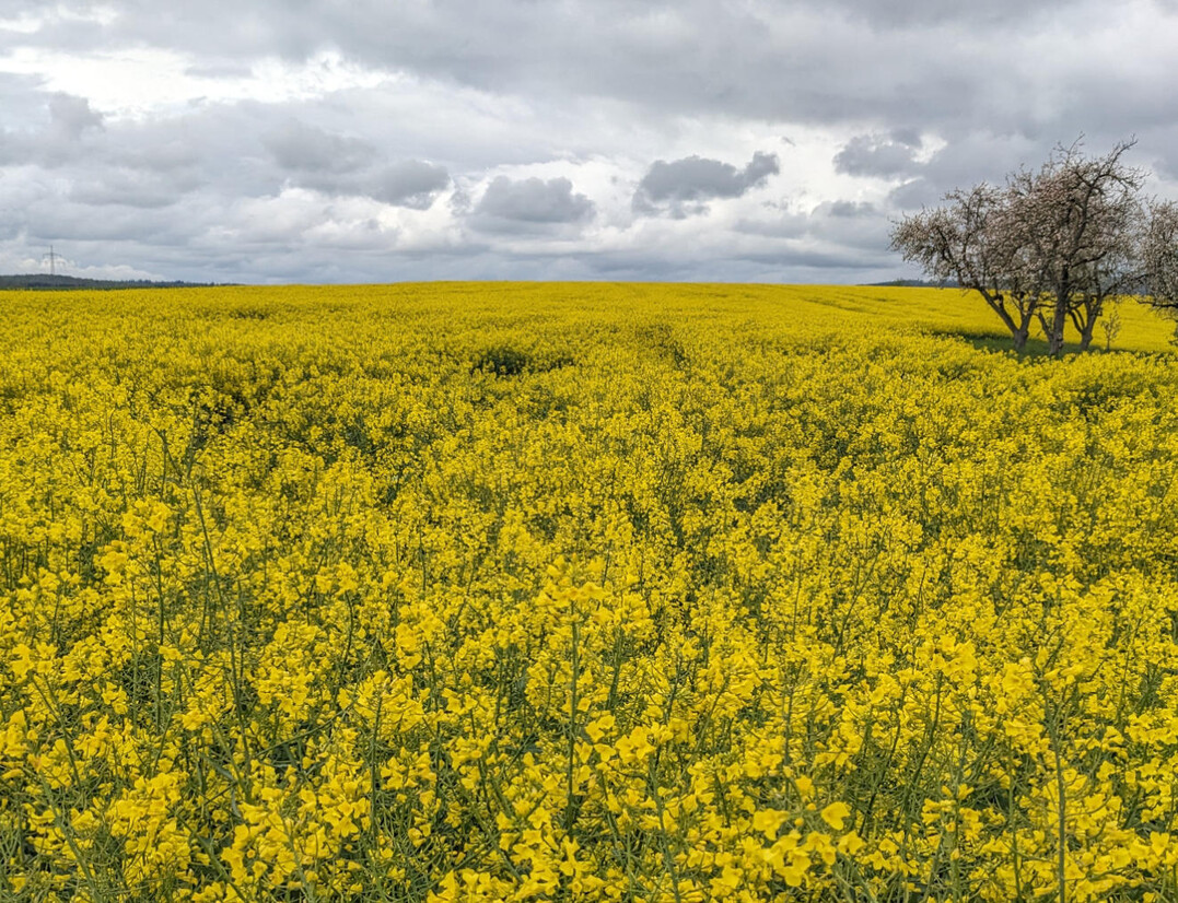Frost während der Blüte kann bei Raps zu erheblichen Ertragseinbußen führen.