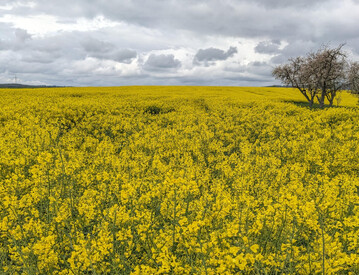 Frost w�hrend der Bl�te kann bei Raps zu erheblichen Ertragseinbu�en f�hren.