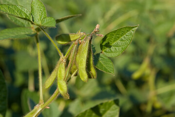 Im Gegensatz zu Ackerbohnen oder Erbsen entwickeln sich Sojabohnen bei kurzen Tagesl�ngen z�giger.