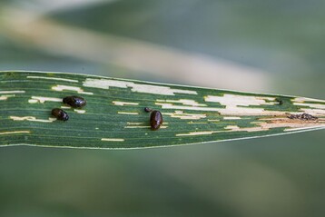 Die Fra�t�tigkeit der Larven des Getreideh�hnchen sind schon aus der Ferne gut zu erkennen.