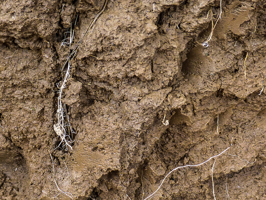 In Regenwurmr�hren oder alten Wurzelkan�len kann sich Wasser schnell und beinahe ungehindert durch das Bodenprofil bewegen.  