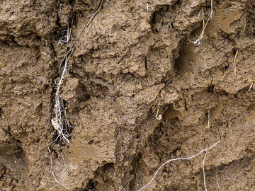 In Regenwurmr�hren oder alten Wurzelkan�len kann sich Wasser schnell und beinahe ungehindert durch das Bodenprofil bewegen. 