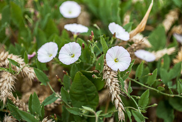Die Ackerwinde ist ein nur schwer zu kontrollierendes Unkraut.