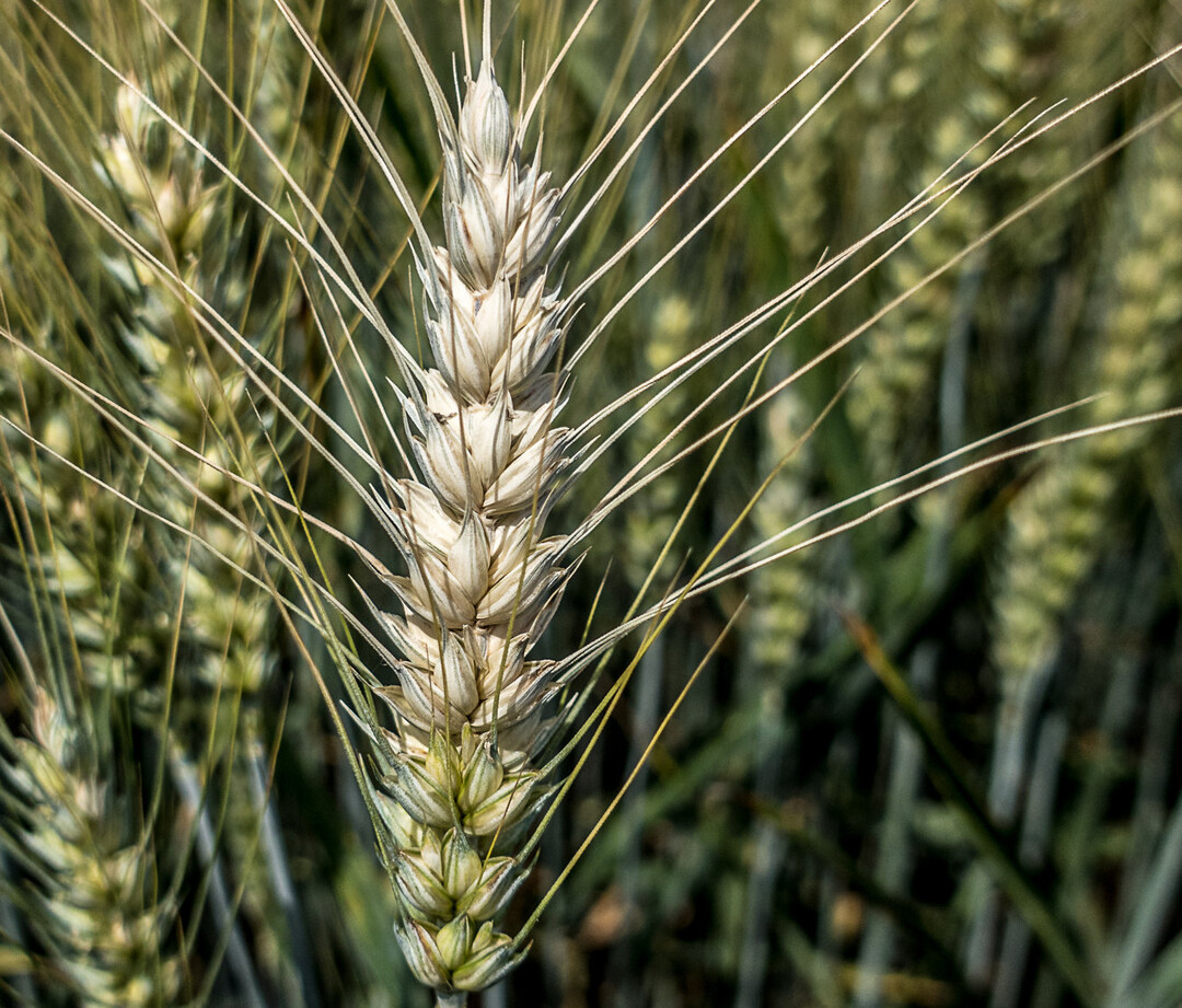 F�r zahlreiche Betriebe ist Fusarium die bedeutendste Krankheit im Weizenanbau.