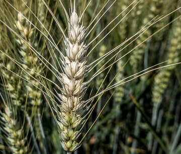 F�r zahlreiche Betriebe ist Fusarium die bedeutendste Krankheit im Weizenanbau.
