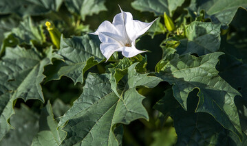 Wird er verf�ttert, k�nnen die hochgiftigen Alkaloide des Gemeinen Stechapfels zu schweren Vergiftungen bis hin zum Tode f�hren. 