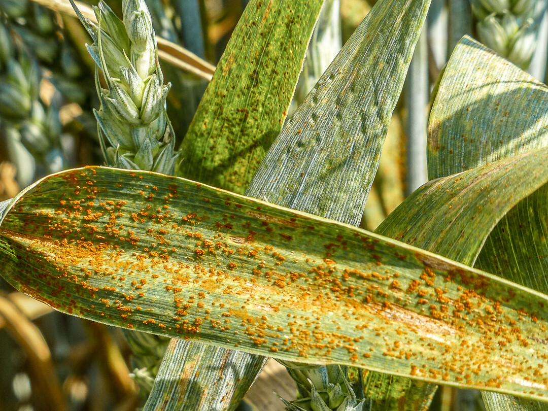 Weizenbraunrost kann hohe Ertragsverluste verursachen.