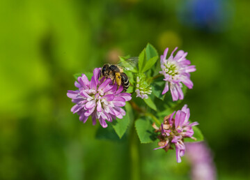 Leguminosen können eine große Bereicherung für den Ackerfutterbau sein.