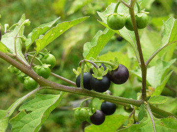 Schwarzer Nachtschatten ist im Herbst gut an seinen schwarzen, fleischigen Beeren zu erkennen.