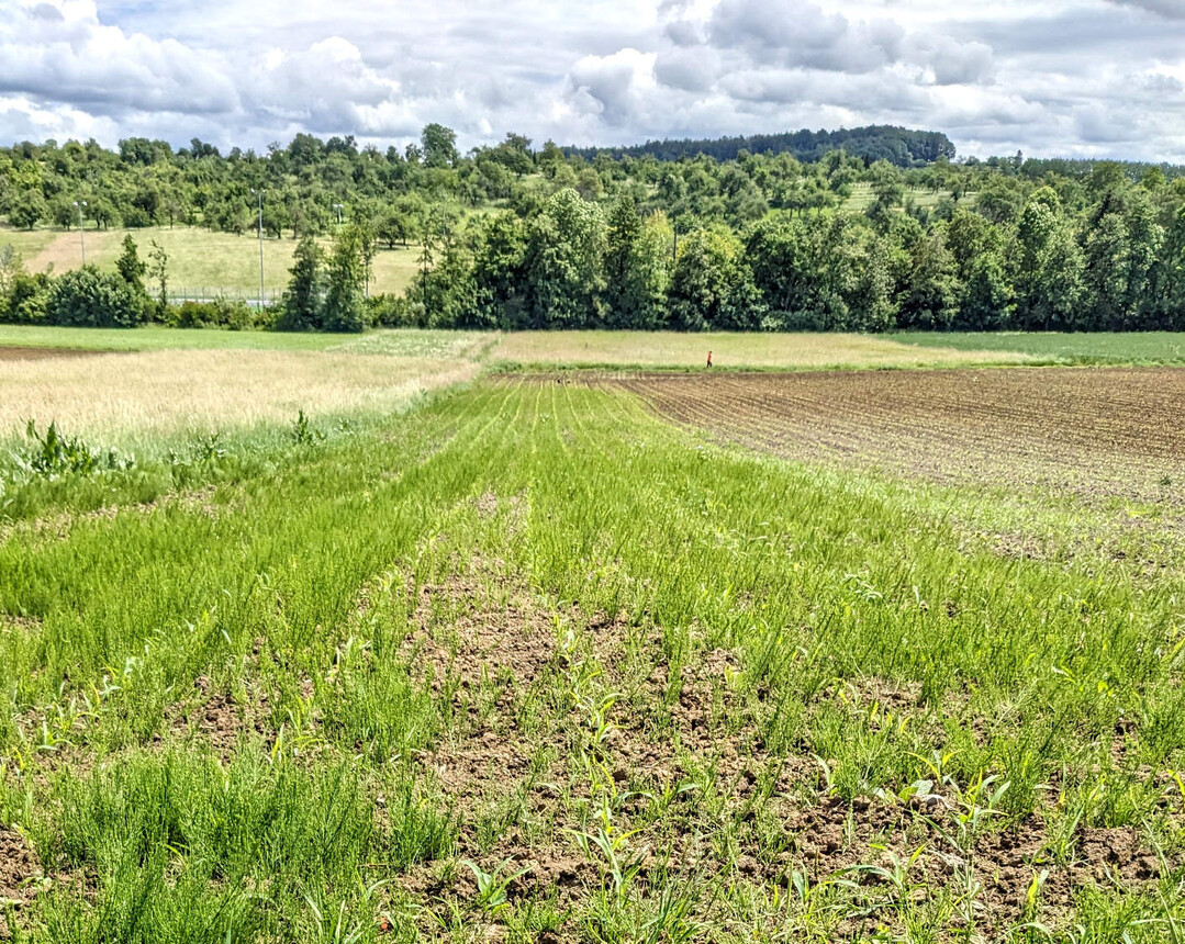 Ackerschachtelhalm ist selbst in Mais ein nur sehr schwer zu kontrollierendes Unkraut.