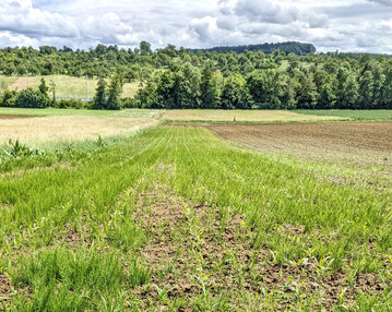Ackerschachtelhalm ist selbst in Mais ein nur sehr schwer zu kontrollierendes Unkraut.