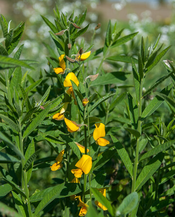 Der Ostindische Hanf ist eine geeignete Zwischenfrucht f�r warme Standorte und fr�he Saattermine.