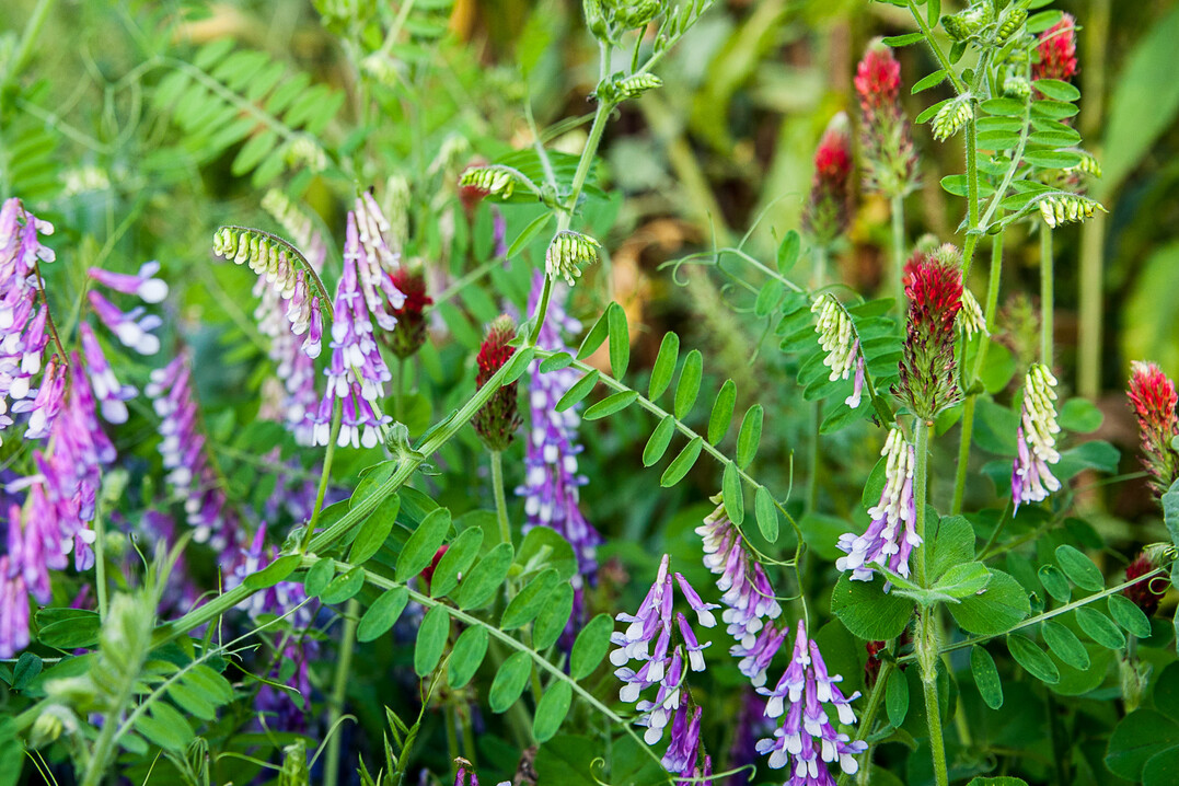 Wicken und Inkarnatklee kommen häufig unbeschadet durch die kalte Jahreszeit.