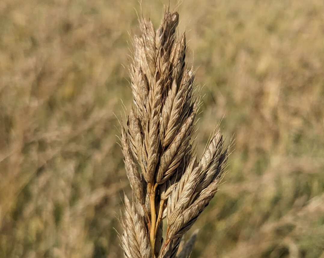 Besonders nach einem regenreichen Herbst ist die Roggentrespe auf vielen Getreidefl�chen anzutreffen.