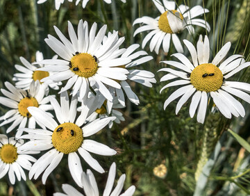 Rapsglanzk�fer sind im Sommer h�ufig auf Bl�ten zu finden.