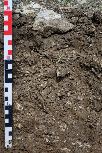  Die Rendzina ist ein toniger, steiniger und flachgr�ndiger Boden.