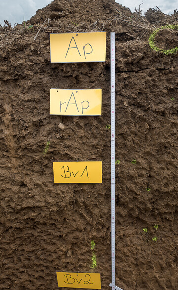  Die Braunerde ist weit verbreitet in Mitteleuropa.&nbsp;Die Abk�rzungen stellen die �blicherweise in der Bodenkunde verwendeten Bezeichnungen der Horizonte dar.
Ap: Durch Pflugarbeit gelockerter Oberboden.
Bv: Unterboden, der durch Verwitterung verbraunt und verlehmt ist.
Je nach Stadium kann man diese nochmals aufteilen, was in dem abgebildeten Profil geschehen ist.
