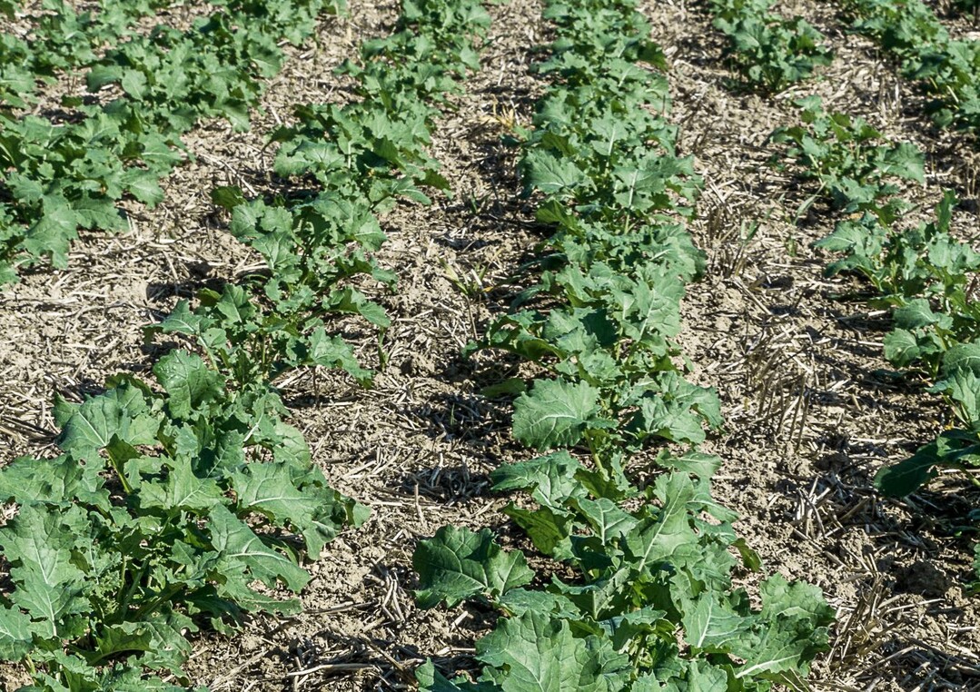 Die Einzelkornsaat von Winterraps bietet einige interessante Vorteile.