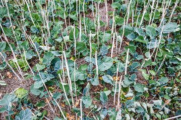 Auf das richtige Management von Ausfallraps muss besonders in engen Rapsfruchtfolgen geachtet werden. 