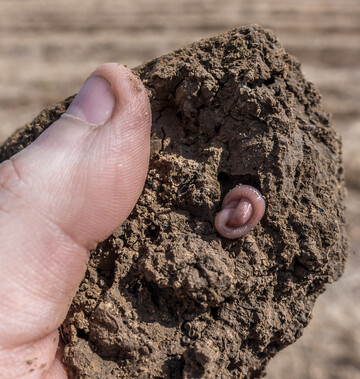 Regenw�rmer versuchen die aktuell hei�en und trockenen Bedingungen durch einen Sommerschlaf zu �berstehen.