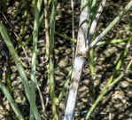 Sklerotinia wird immer mehr zu einem ernsthaften Problem für den Rapsanbau.