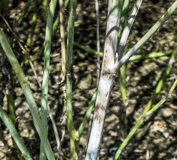 Sklerotinia wird immer mehr zu einem ernsthaften Problem f�r den Rapsanbau.