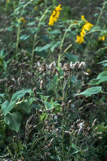 Unkr�uter in Bl�hfl�chen sollten gezielt behandelt werden.