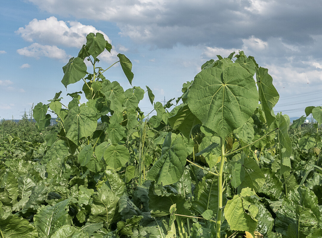 Die Samtpapel ist ein ernstes Problem für den Rübenanbau.
