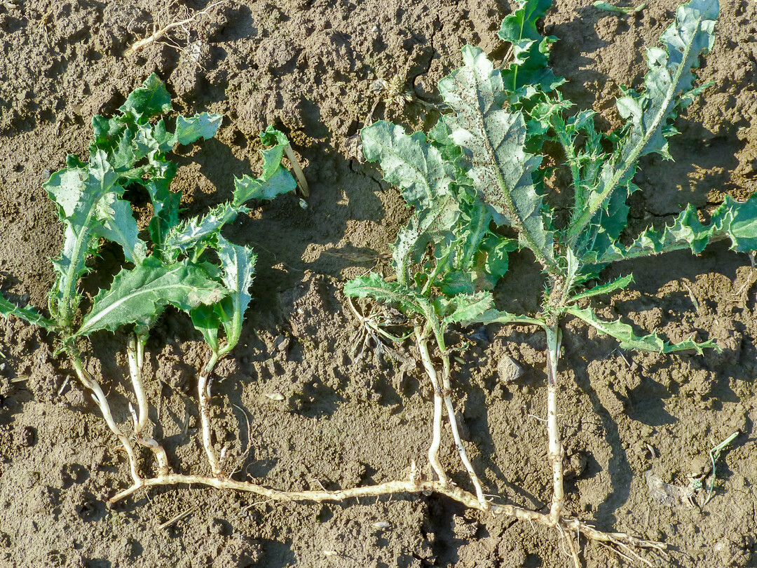 Mehrjährige Unkräuter wie die Acker-Kratzdistel sollten jetzt auf der Stoppel reguliert werden.